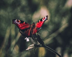 Preview wallpaper peacock butterfly, butterfly, wings, focus