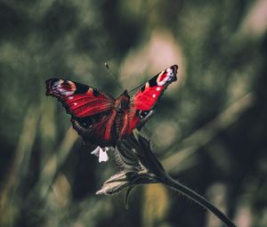 Preview wallpaper peacock butterfly, butterfly, wings, focus