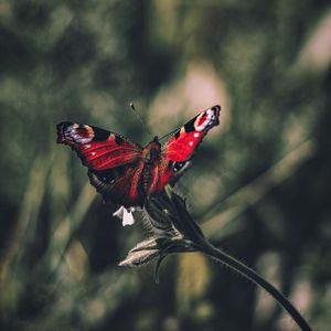 Preview wallpaper peacock butterfly, butterfly, wings, focus