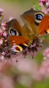 Preview wallpaper peacock, butterfly, flowers, macro, summer, wings