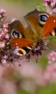 Preview wallpaper peacock, butterfly, flowers, macro, summer, wings