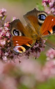 Preview wallpaper peacock, butterfly, flowers, macro, summer, wings