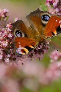 Preview wallpaper peacock, butterfly, flowers, macro, summer, wings