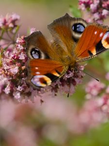 Preview wallpaper peacock, butterfly, flowers, macro, summer, wings