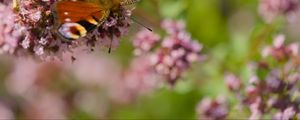 Preview wallpaper peacock, butterfly, flowers, macro, summer, wings