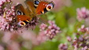 Preview wallpaper peacock, butterfly, flowers, macro, summer, wings