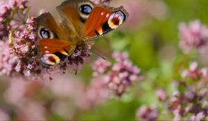 Preview wallpaper peacock, butterfly, flowers, macro, summer, wings