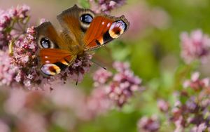 Preview wallpaper peacock, butterfly, flowers, macro, summer, wings