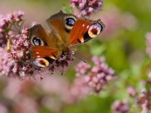 Preview wallpaper peacock, butterfly, flowers, macro, summer, wings