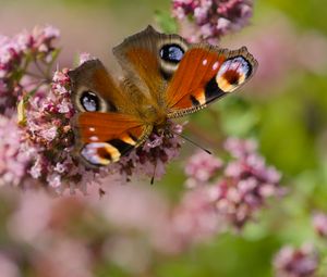 Preview wallpaper peacock, butterfly, flowers, macro, summer, wings
