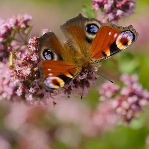 Preview wallpaper peacock, butterfly, flowers, macro, summer, wings