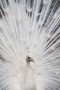 Preview wallpaper peacock, color, tail