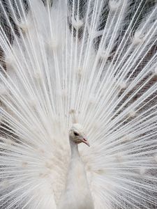 Preview wallpaper peacock, color, tail