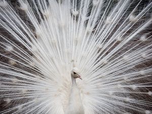 Preview wallpaper peacock, color, tail