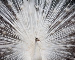 Preview wallpaper peacock, color, tail