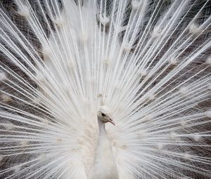 Preview wallpaper peacock, color, tail