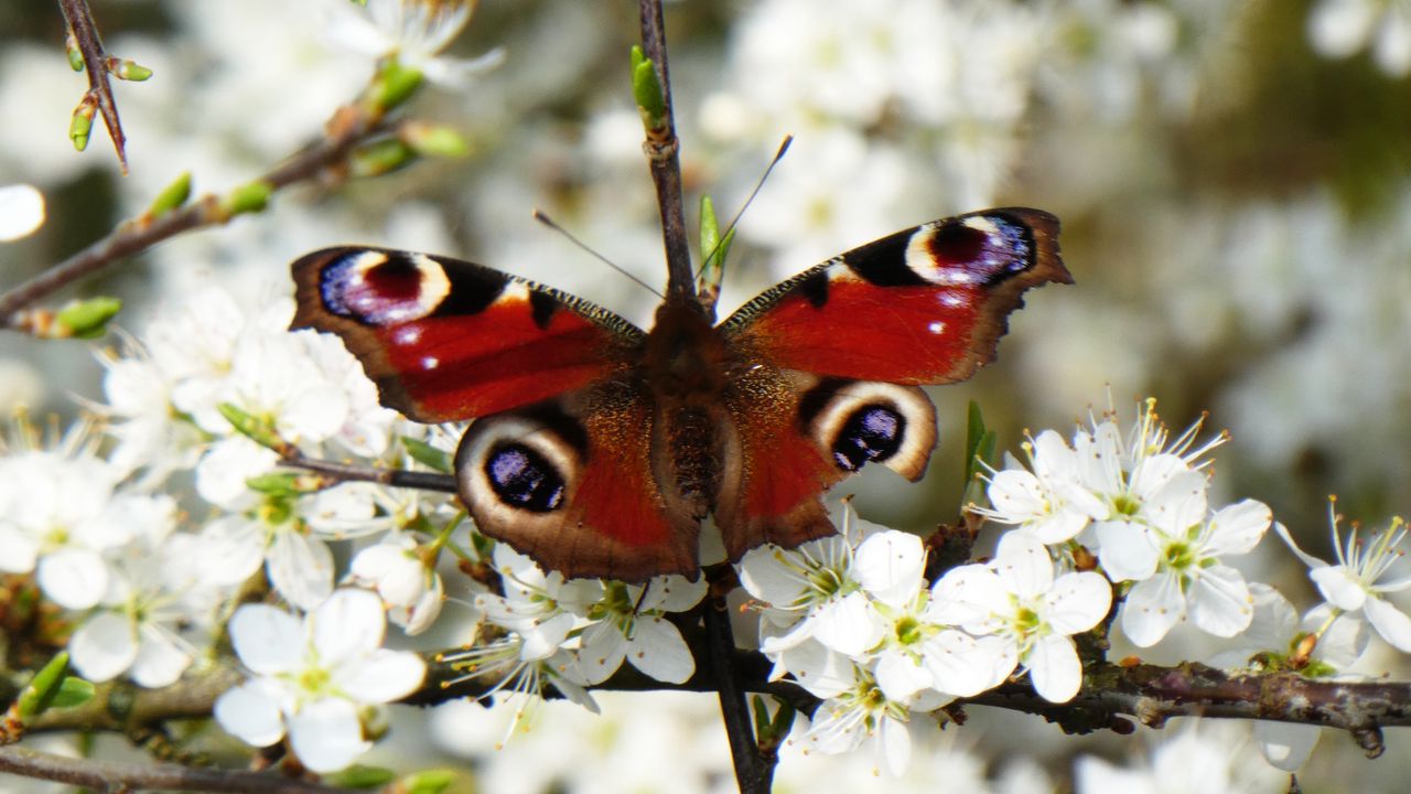 Wallpaper peacock eye, butterfly, flowers, macro