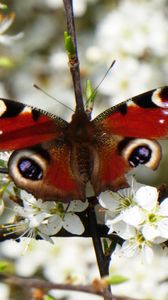 Preview wallpaper peacock eye, butterfly, flowers, macro