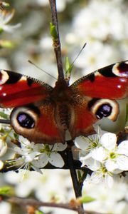 Preview wallpaper peacock eye, butterfly, flowers, macro