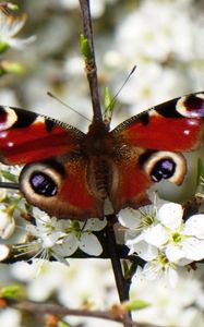 Preview wallpaper peacock eye, butterfly, flowers, macro