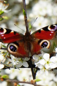 Preview wallpaper peacock eye, butterfly, flowers, macro