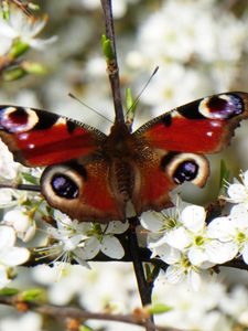 Preview wallpaper peacock eye, butterfly, flowers, macro