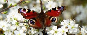 Preview wallpaper peacock eye, butterfly, flowers, macro