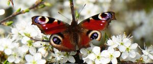 Preview wallpaper peacock eye, butterfly, flowers, macro