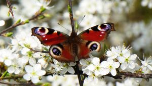 Preview wallpaper peacock eye, butterfly, flowers, macro