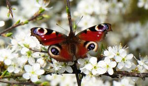 Preview wallpaper peacock eye, butterfly, flowers, macro