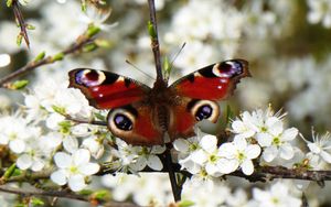 Preview wallpaper peacock eye, butterfly, flowers, macro