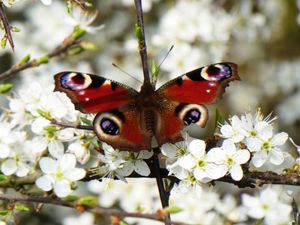 Preview wallpaper peacock eye, butterfly, flowers, macro