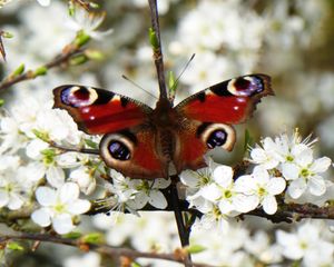 Preview wallpaper peacock eye, butterfly, flowers, macro