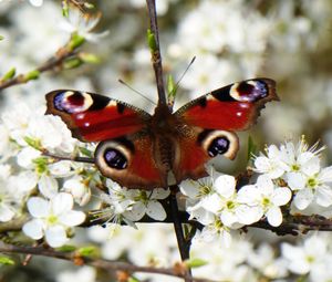 Preview wallpaper peacock eye, butterfly, flowers, macro