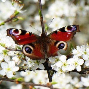 Preview wallpaper peacock eye, butterfly, flowers, macro