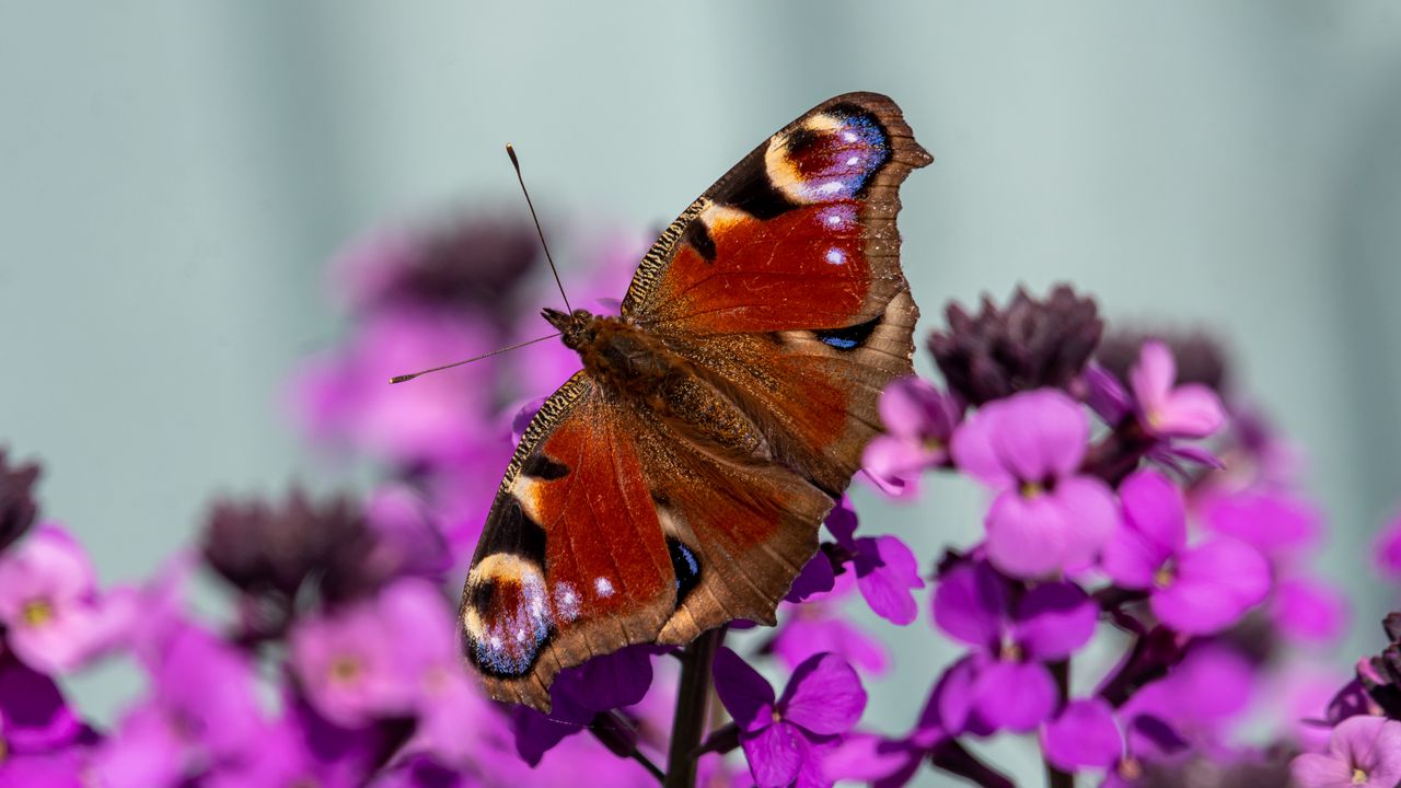 Wallpaper peacock eye, butterfly, flowers, blur, macro