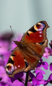 Preview wallpaper peacock eye, butterfly, flowers, blur, macro