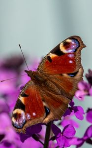 Preview wallpaper peacock eye, butterfly, flowers, blur, macro