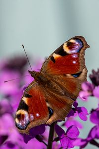 Preview wallpaper peacock eye, butterfly, flowers, blur, macro