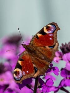 Preview wallpaper peacock eye, butterfly, flowers, blur, macro