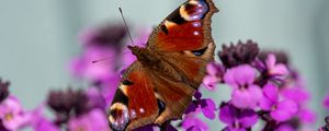 Preview wallpaper peacock eye, butterfly, flowers, blur, macro