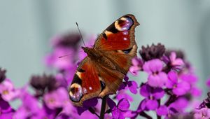 Preview wallpaper peacock eye, butterfly, flowers, blur, macro