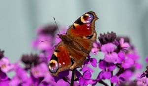 Preview wallpaper peacock eye, butterfly, flowers, blur, macro