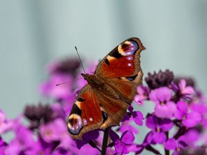 Preview wallpaper peacock eye, butterfly, flowers, blur, macro