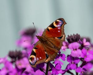 Preview wallpaper peacock eye, butterfly, flowers, blur, macro