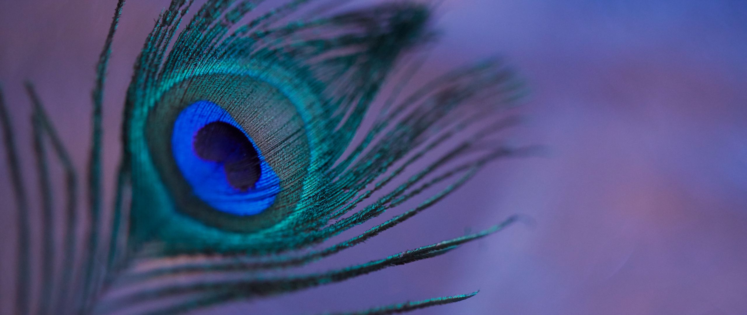 Download wallpaper 2560x1080 peacock feather, feather, colorful, macro dual  wide 1080p hd background