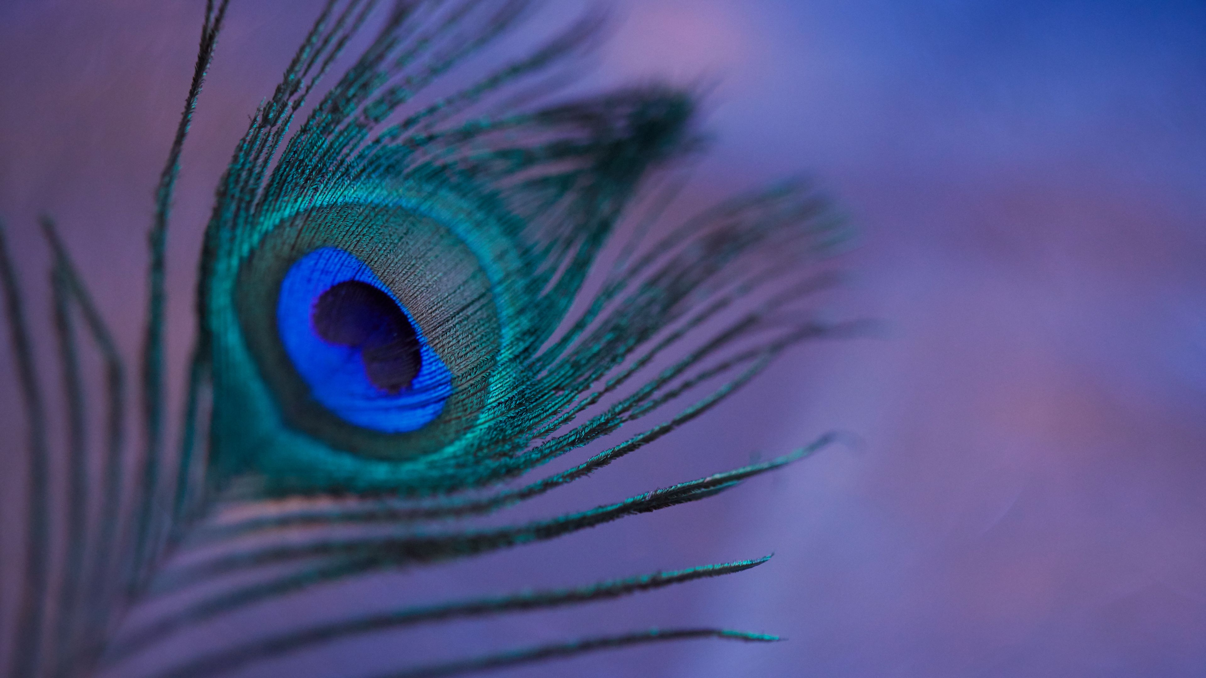 Download wallpaper 3840x2160 peacock feather, feather, colorful, macro 4k  uhd 16:9 hd background