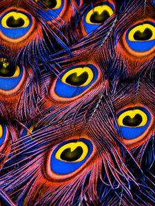 Preview wallpaper peacock feathers, feathers, texture