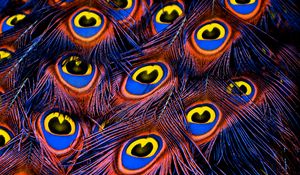 Preview wallpaper peacock feathers, feathers, texture