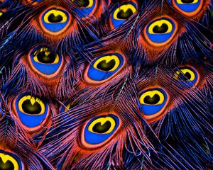 Preview wallpaper peacock feathers, feathers, texture